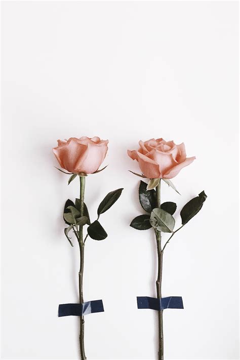Pink landscape · pink roses · pink roses · pink love · pink rose · pink flower · pink aesthetic · pink rose. Pin by Anastasia on To My Love ️ | Pink flowers wallpaper ...