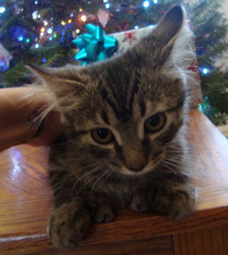 Cats for sale who need a home. Polydactyl, Manx & Poly Manx Kittens for Sale Summer 2008