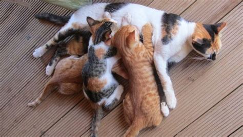 How Long Can A Mother Cat Be Away From Her Kittens My British