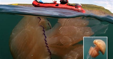 Thousands Of Enormous Jellyfish Are Swarming Off The British Coast