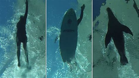 Shark Attack Researchers Investigate ‘mistaken Identity Theory Daily