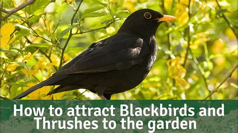 Bird Bites How To Attract Blackbirds And Thrushes To Your Garden