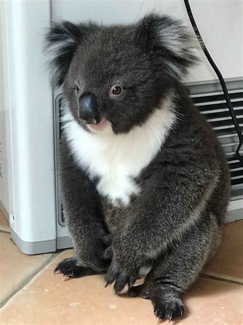Cute Koalas Funny Koala Animal Lovers Koala Eco Koala Baby Koala Animal