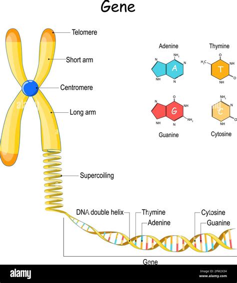 Secuencia Del Genoma De Cromosoma A Supercoiling Adn Y Gene Telómero Ilustración Vectorial