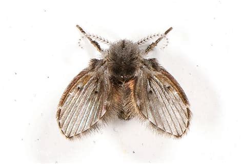 Every house owner face the difficulty of pests like cockroach and rodents ruining their houses which they built with love and care. Services - Fleck Pest Management