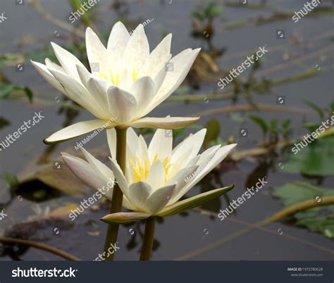 Water Lily Bangladesh National Flower Bangladesh Stock Photo 1972780628