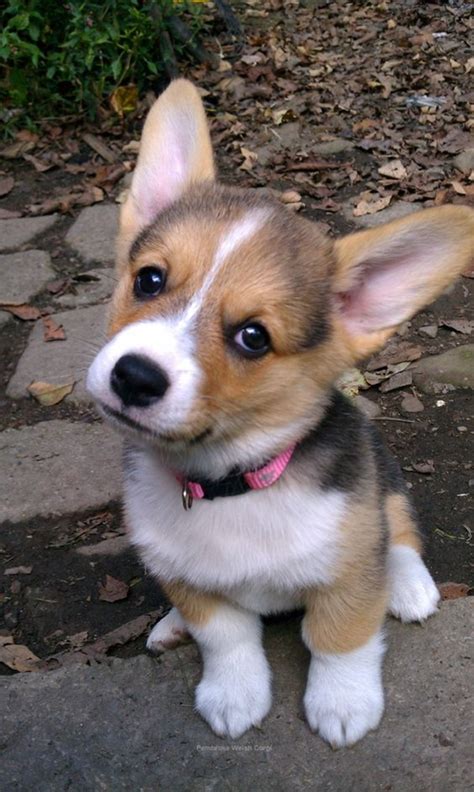 We are a small home based breeder of the beautiful and ever so popular pembroke welsh corgi. 15 Most Popular Cheapest Dog Breeds in the World