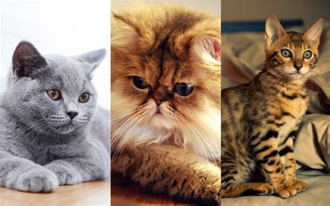 Razas de gatos populares tiernas y extrañas del mundo felino