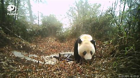 What Can We Do To Protect Pandas Pandaful Qanda Youtube
