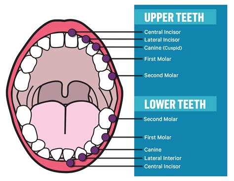 The Different Types Of Teeth And What They Do Advantage Dental