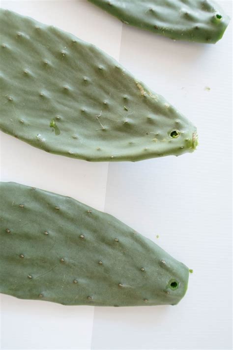 In various spots in the game, you'll be able to take pictures of wild pokémon in various locations that you look out to with your rotom pokédex. Make This Easy Cactus Paddle Wall Hanging! | A Pair & A Spare