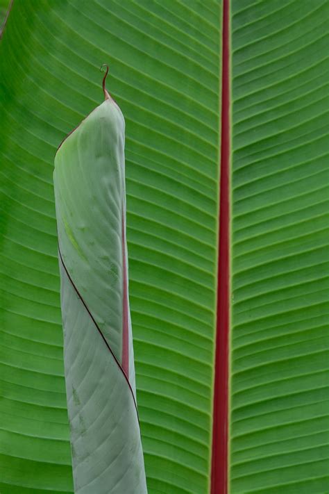 Maybe you would like to learn more about one of these? Fantastis 11+ Gambar Warna Hijau Daun - Gani Gambar