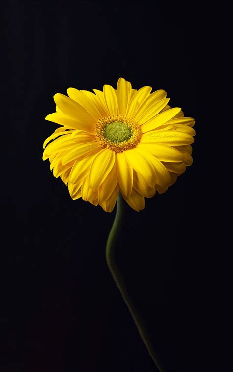 Fine Art Flower Photography By Michelle Newport Daily Design