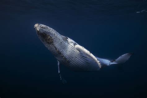 Whale Whales Fish Underwater Ocean Sea Sealife