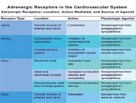 Adrenergic Receptors And Functions