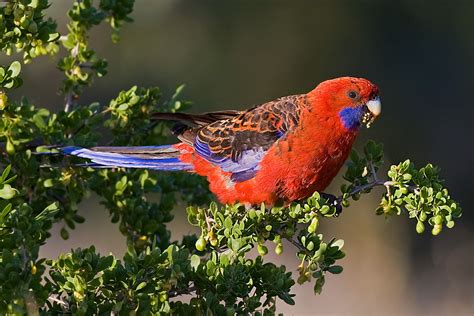 Living Jungle Crimson Rosella Parrot