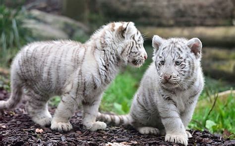 Baby White Tiger Wallpaper With Blue Eyes