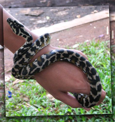 Mimpi ini merupakan salah satu mimpi tentang ular yang menyebabkan perasaan takut, lelah bahkan sedih. Reptil Endemik Indonesia: My First Carpet Python