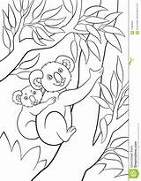 Koala Coloring Pages Baby Mother Cute Little Her Branch Tree sketch template
