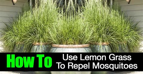 Does Lemongrass Repel Mosquitoes?
