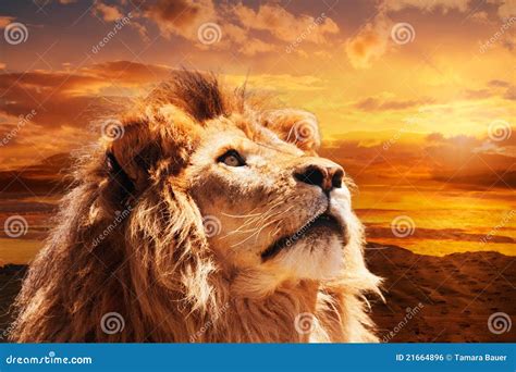Majestic Lion Royalty Free Stock Image Image 21664896