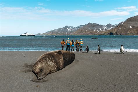 South Georgia Island Photos That Will Make You Want To Visit Anna Everywhere