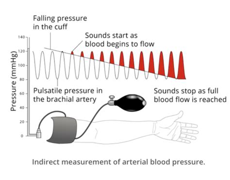8 Blood Pressure Flashcards Quizlet