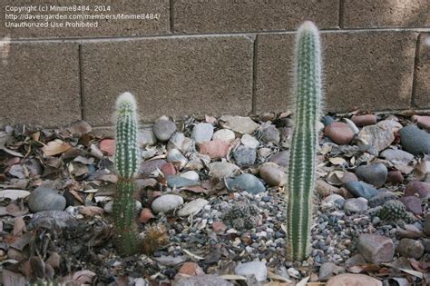 Collection by arizona snowbird services. PlantFiles Pictures: Stephanocereus (Stephanocereus ...
