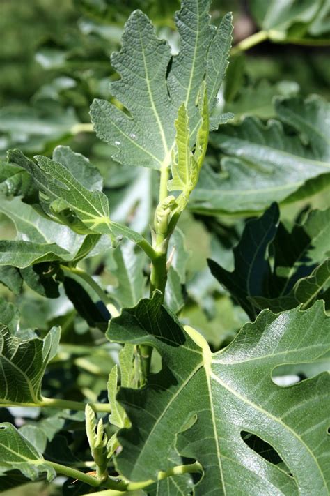 Ants trained with the moat setup 1 always followed their home vector and subsequently started a as shown in figs. Growing Figs in Zone 7