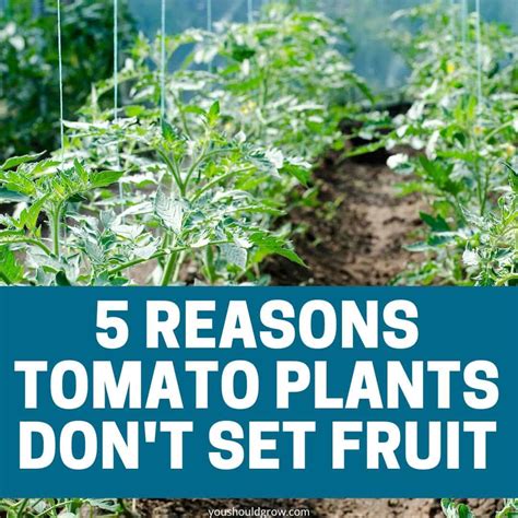 Reasons Your Tomato Plant Flowers But Has No Tomatoes You Should Grow