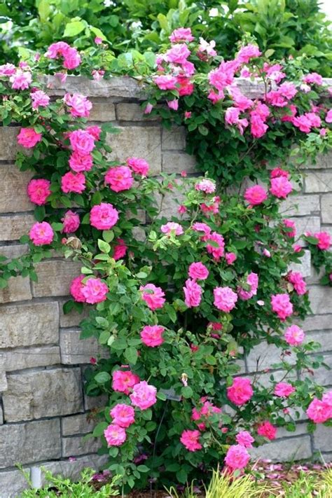 Old Fashioned Climbing Rose Zephirine Drouhin Photo From Powell