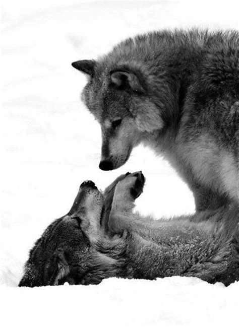Amor Entre Lobos Wolf Love Wolf Cute Animals