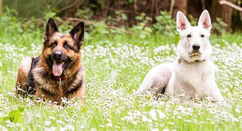 White German Shepherd Dog - A Complete Guide To A Snowy White Pup