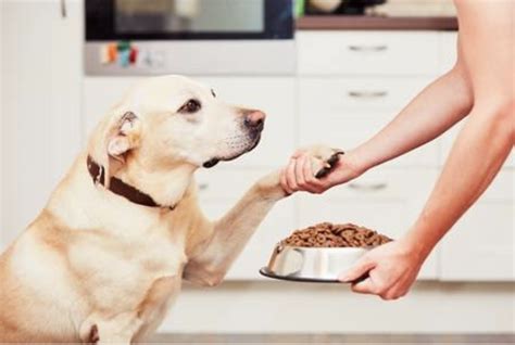 Phillips pet food and supplies attn: Industry Insiders Report Animal Supply Co. and Phillips ...