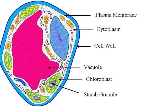 It can be tough, flexible, and sometimes rigid. What are cell walls? Where are they located? - Quora