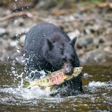 Black Bears Eating