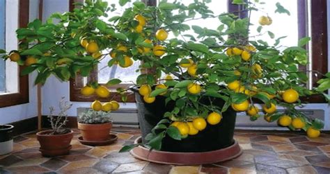 How To Plant And Keep An Indoor Lemon Tree From Just 1 Lemon Seed