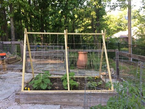 Do you grow cucumbers on a trellis or let them sprawl on the ground? New cucumber and squash trellis | Bean trellis, Vegetable ...