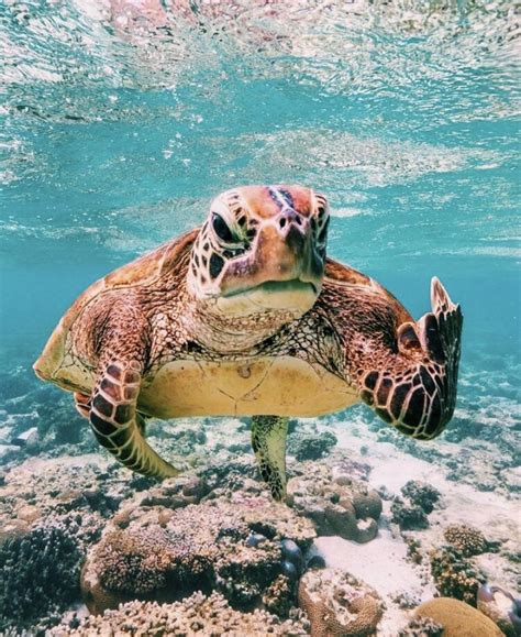 Pinterest Californialifee 🍊 Cute Turtles Animals Cute Animals