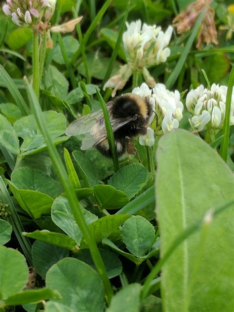 Download Cute Bee! : aww
