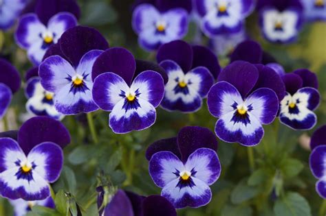 무료 이미지 자 꽃잎 푸른 플로라 꽃들 비올라 많은 매크로 사진 팬지 꽃 피는 식물 연간 공장 육상 식물