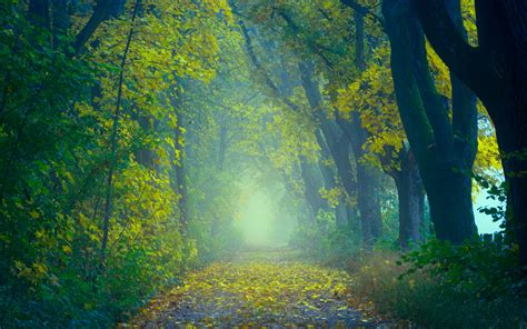 Download Wallpaper 3840x2400 Autumn Path Fog Foliage
