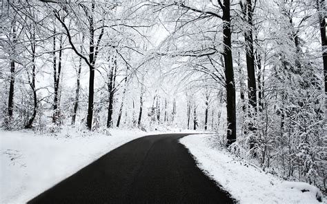 Sfondi Foresta Bianca Monocromo Natura La Neve Inverno Strada