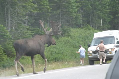 Largest Moose Picture Algonquin Adventures Message Board Biggest