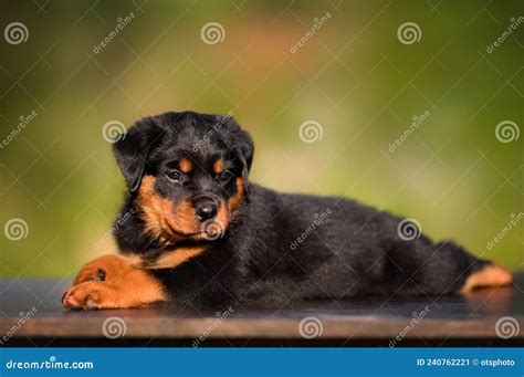 Rottweiler Puppy Lying Down Outdoors Stock Image Image Of Adorable