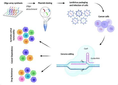 Its pathogenesis is related to an immune response against asbestos fibers. CRISPR/Cas9 screening for cancer drug discovery in MPM. A ...