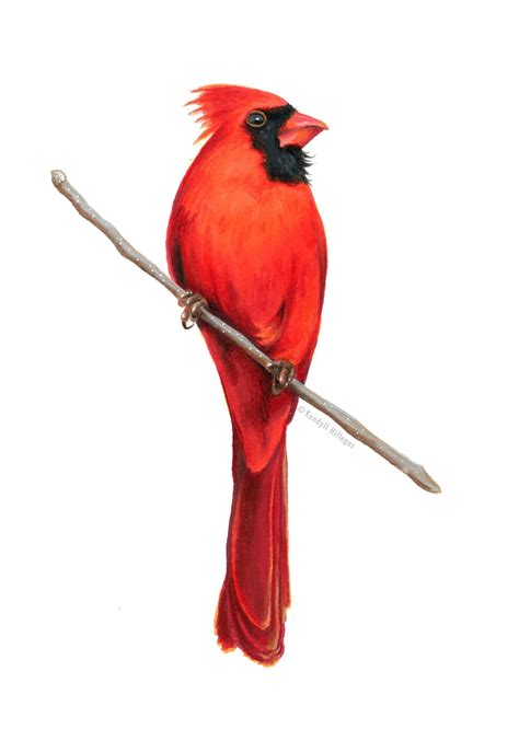 Red Cardinal Bird Illustration Giclee Fine Art Print Etsy Uk