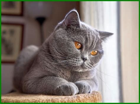 Namun tahukah anda, jenis kucing apakah yang paling popular di malaysia? 11 Jenis Kucing Peliharaan Berukuran Besar - Daftarhewan.com