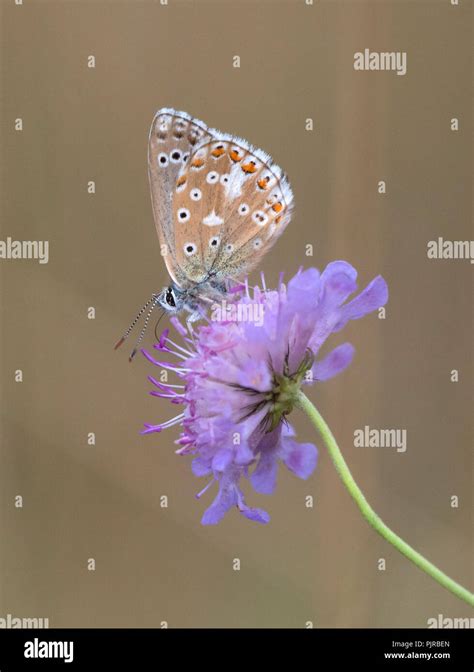 Adonis Blue Butterfly Polyommatus Bellargus Adult Male Underside At A