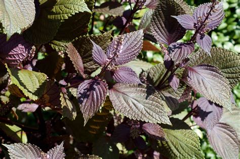 Beefsteak Plant 30 Seeds Perilla Frutescens Red Shiso Etsy